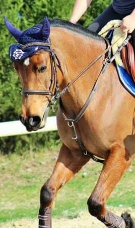 Collier de chasse à pont Dy'on taille cob