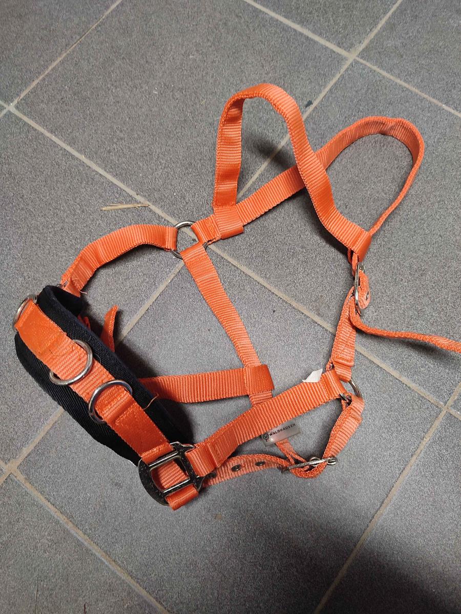 Caveçon taille cheval