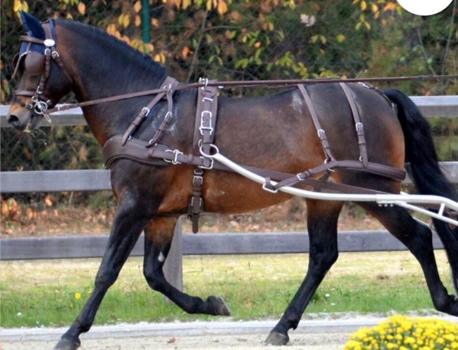 Harnais idéal equestrian eurotech