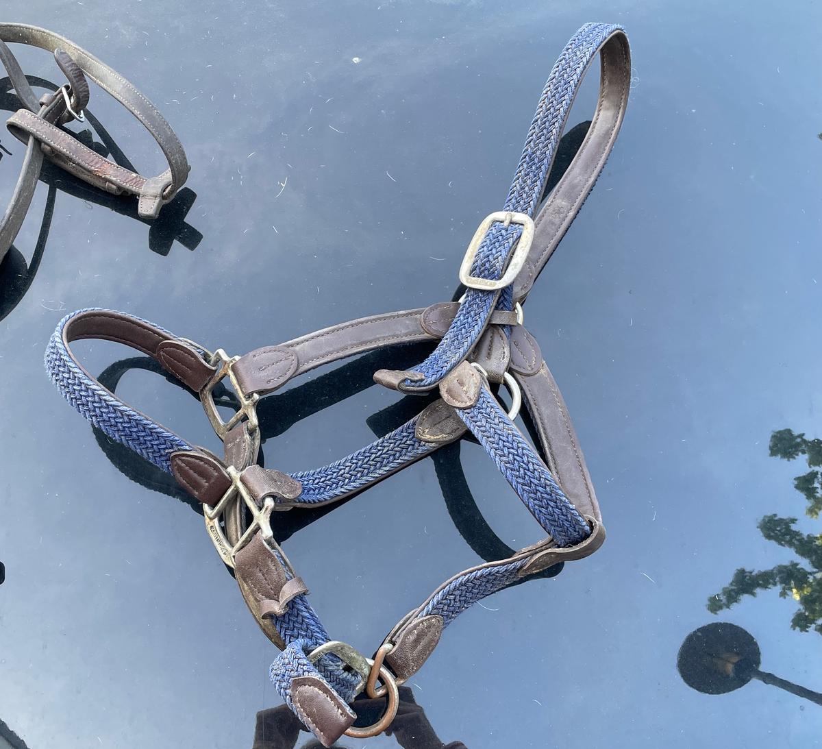 Licol Kentucky bleu marine en nylon tressé