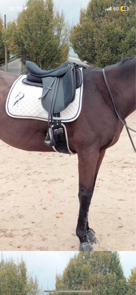 selle de dressage daslo