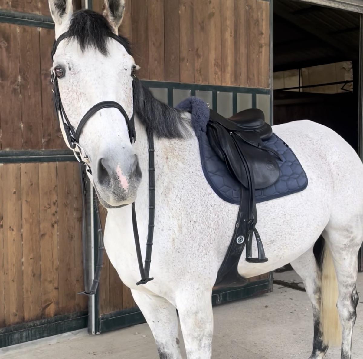 Rare selle mixte Forestier noire 16.5 2A