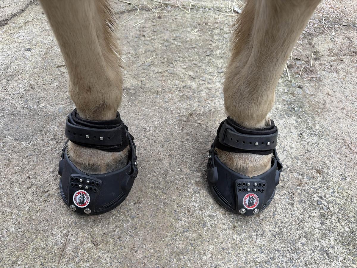 Hipposandales trailblazer equine fusion taille 14