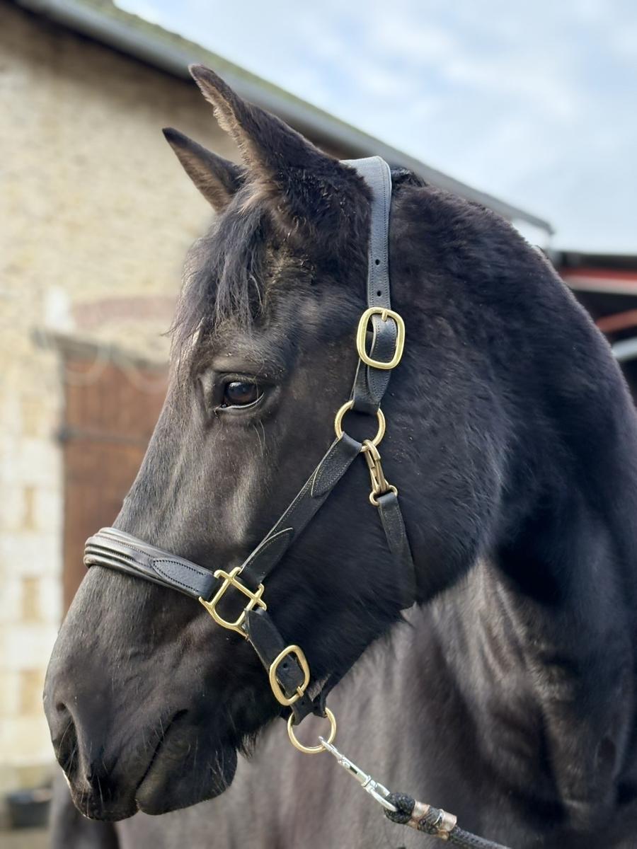 licol devoucoux avec longe neuve