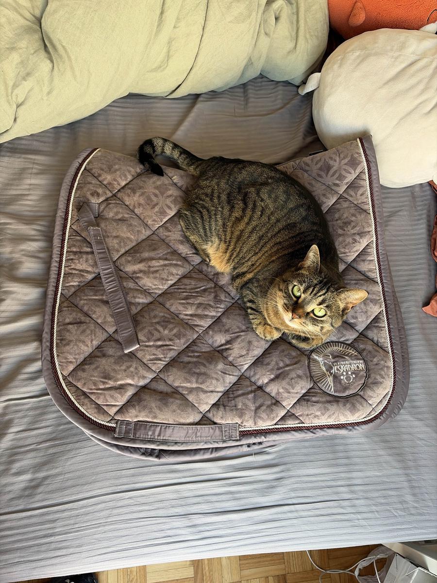 Tapis dressage Eskadron gris clair