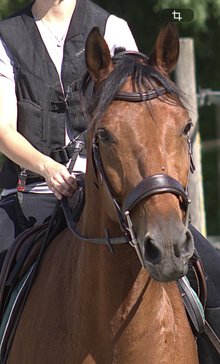 Filet anatomique Cheval