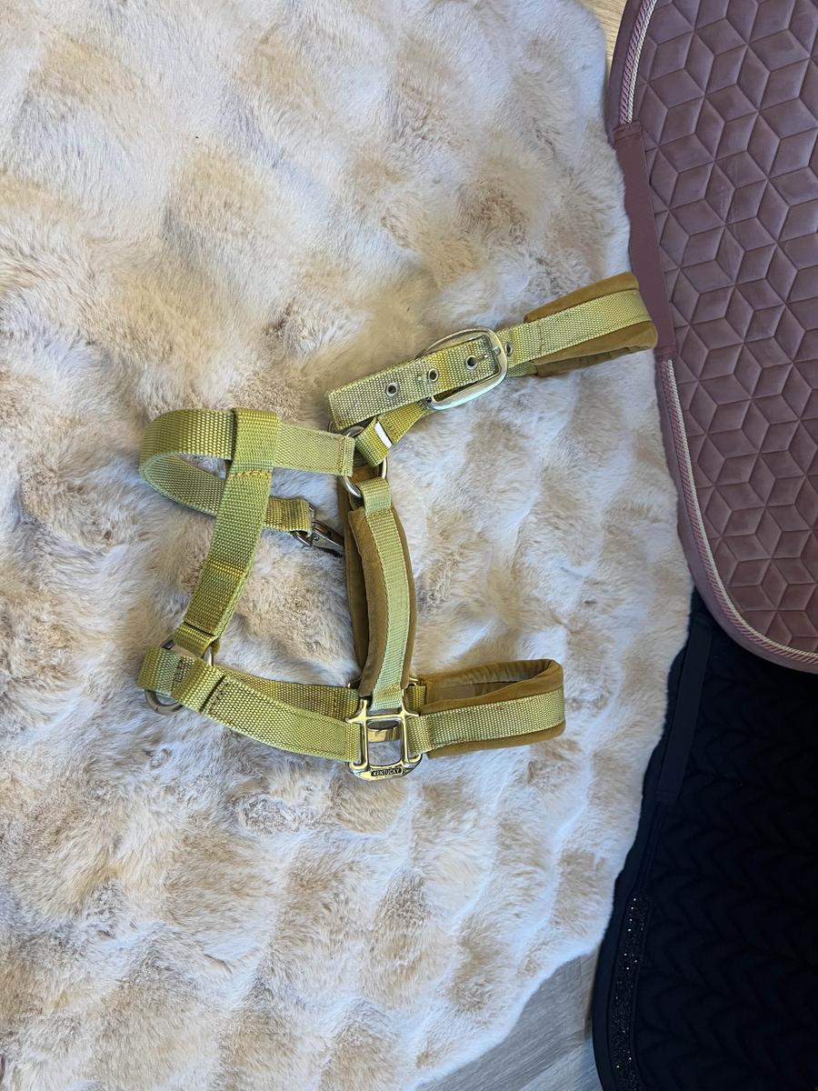 licol kentucky moutarde velvet