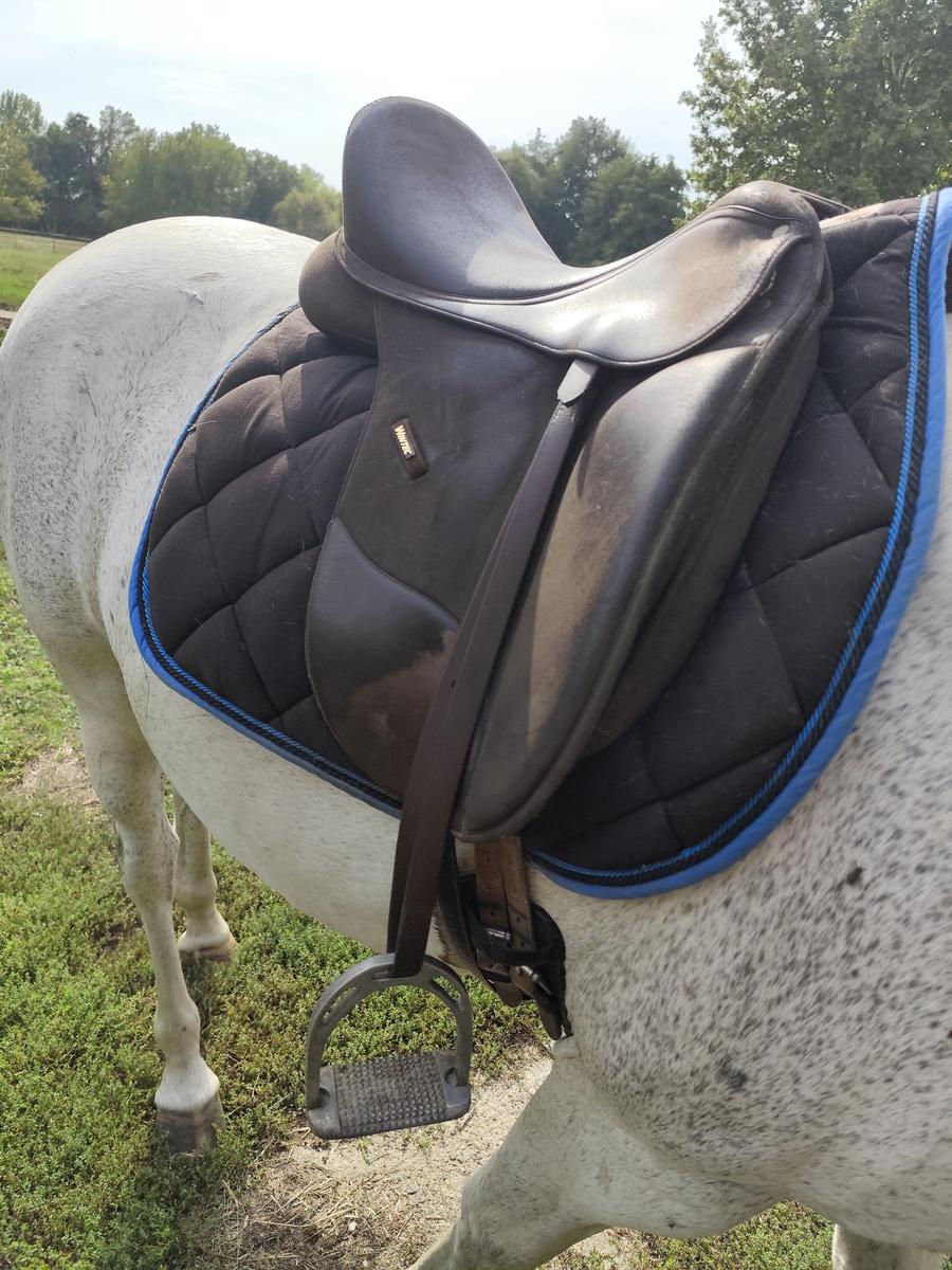 Selle de dressage winter. Isabel werth