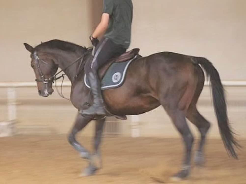 tapis Harcour Indianna Vert