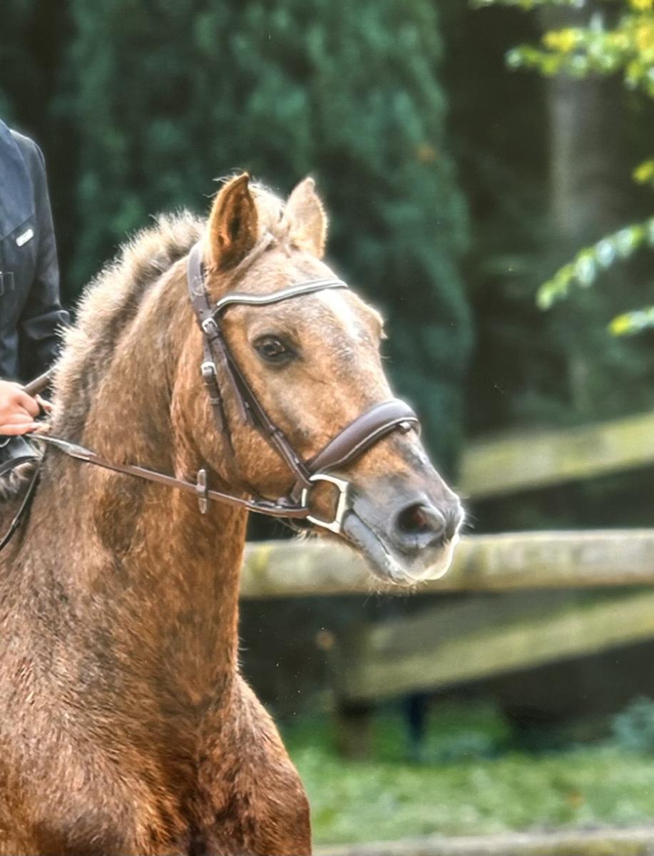 Bridon/ filet Norton pro miss havane