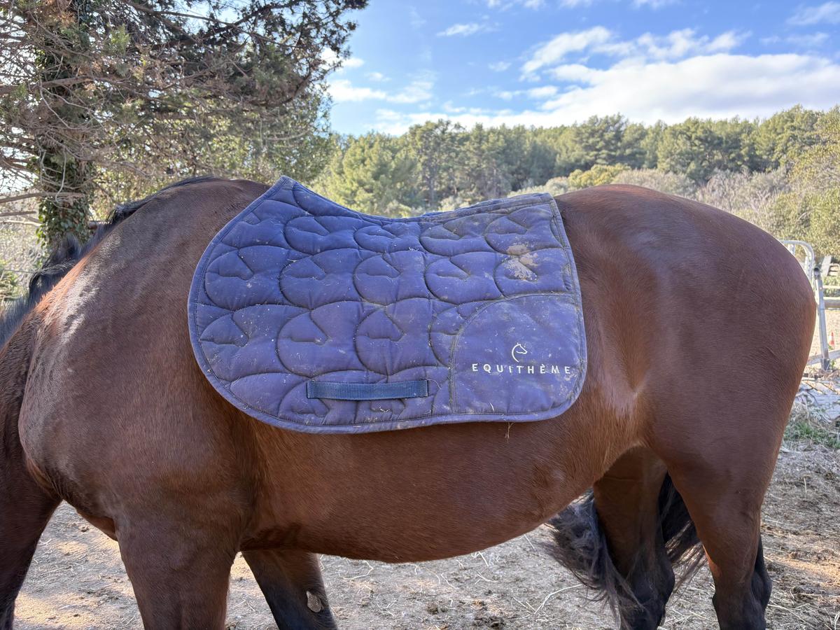 tapis Equitheme bleu