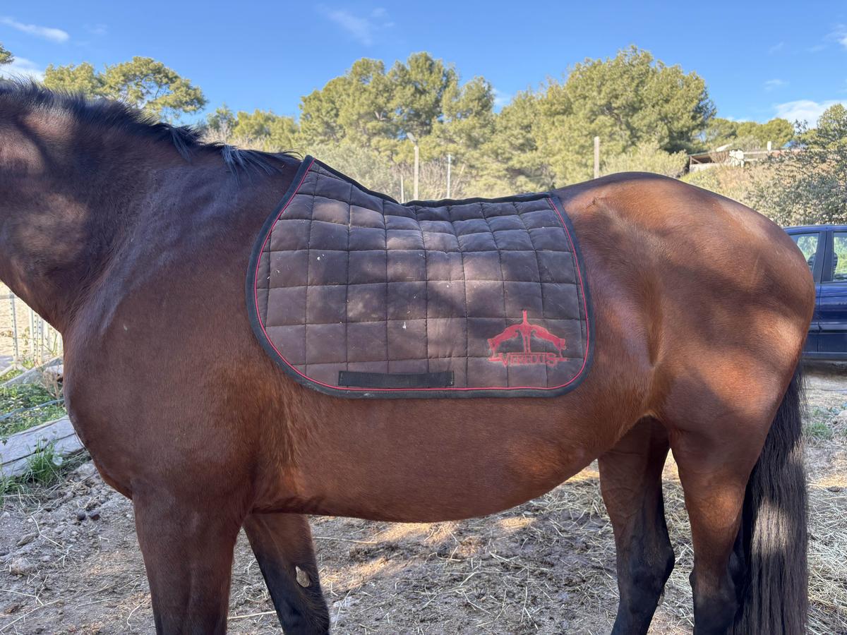tapis veredus noir et rouge