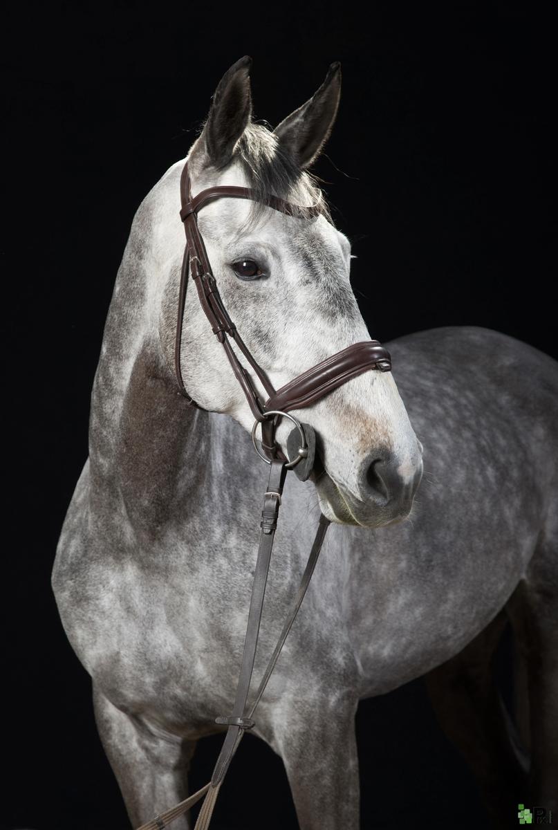 Filet Dyon en parfait état