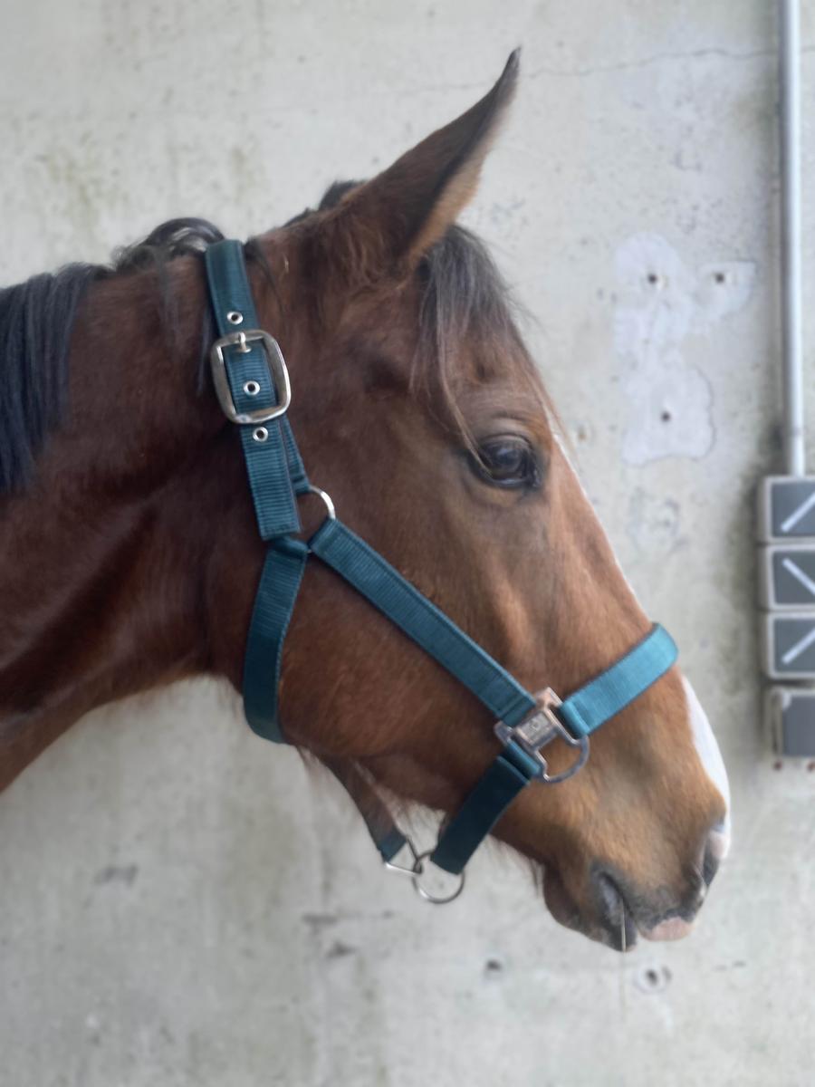 licol équithème turquoise