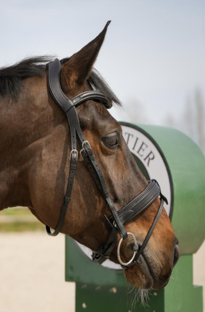 Bridon muserole française Forestier Sellier