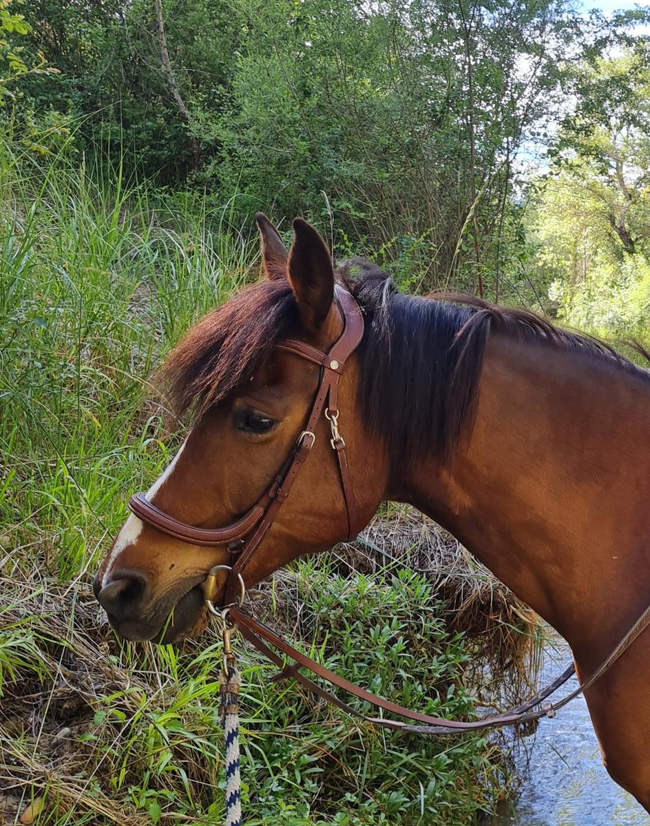 Bridon anatomique forestier