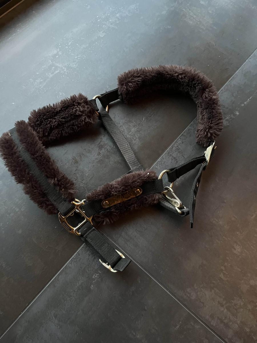 licol mouton Kentucky