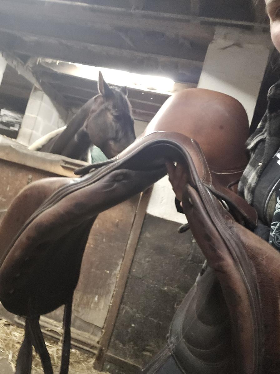 Selle antares cadence