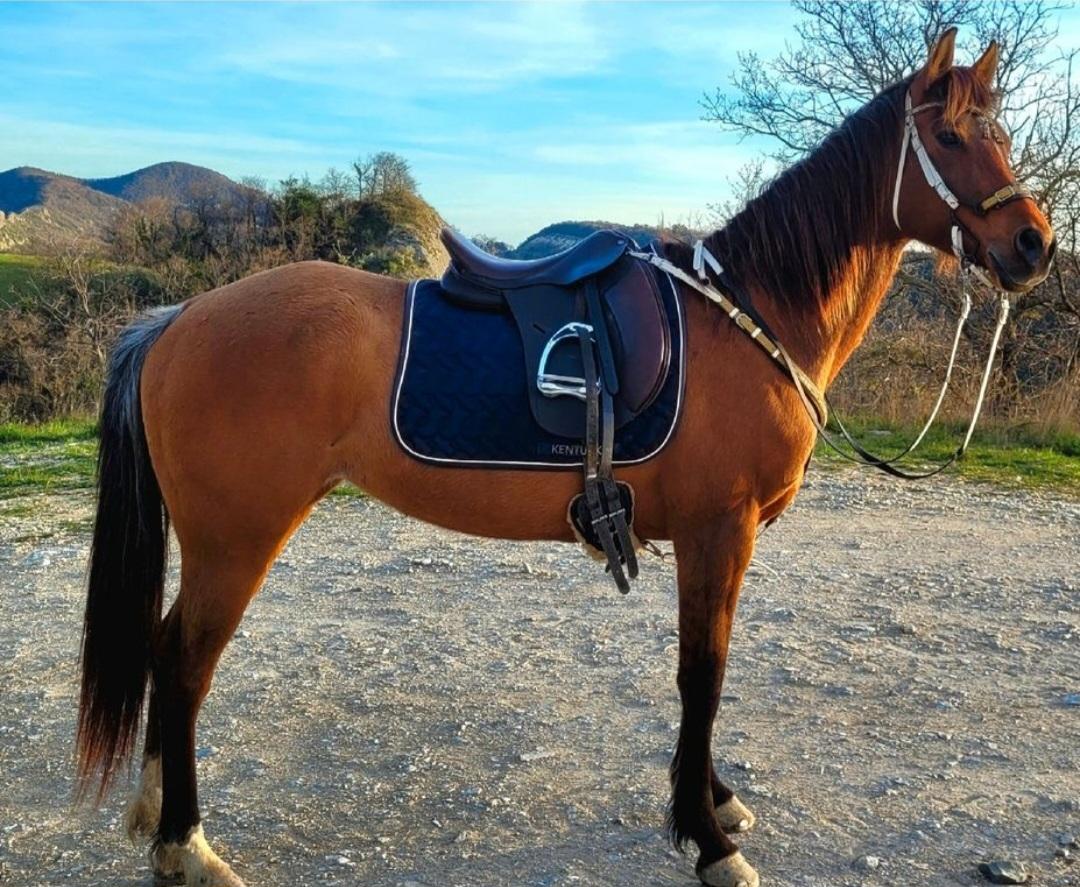 Selle Cavaletti dressage 17" cuir