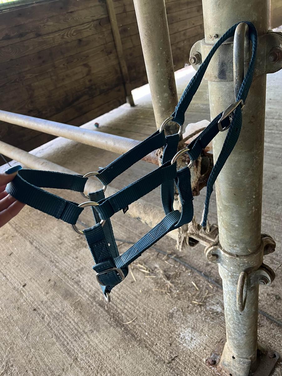 licol poney bleu canard