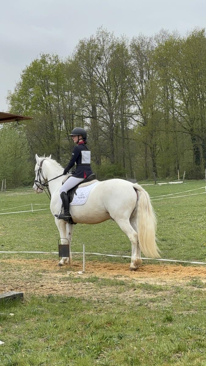 Selle dressage 17 pouces