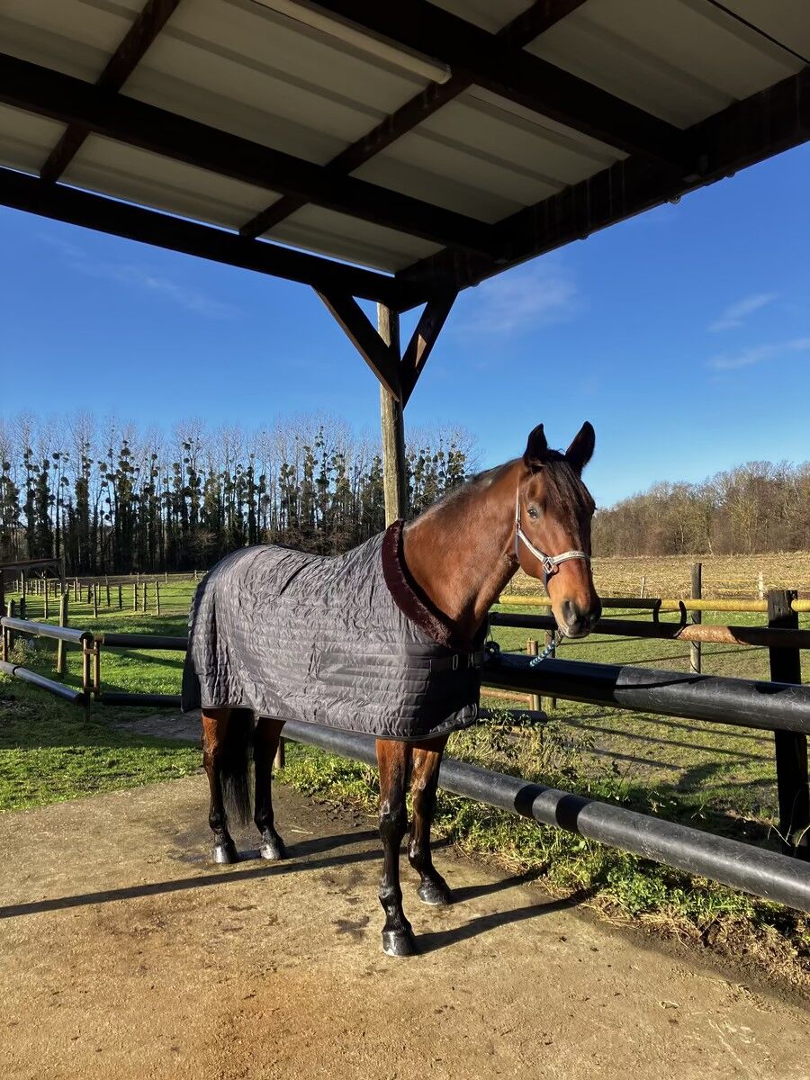 Couverture EQUITHÈME Teddy doublée mouton
