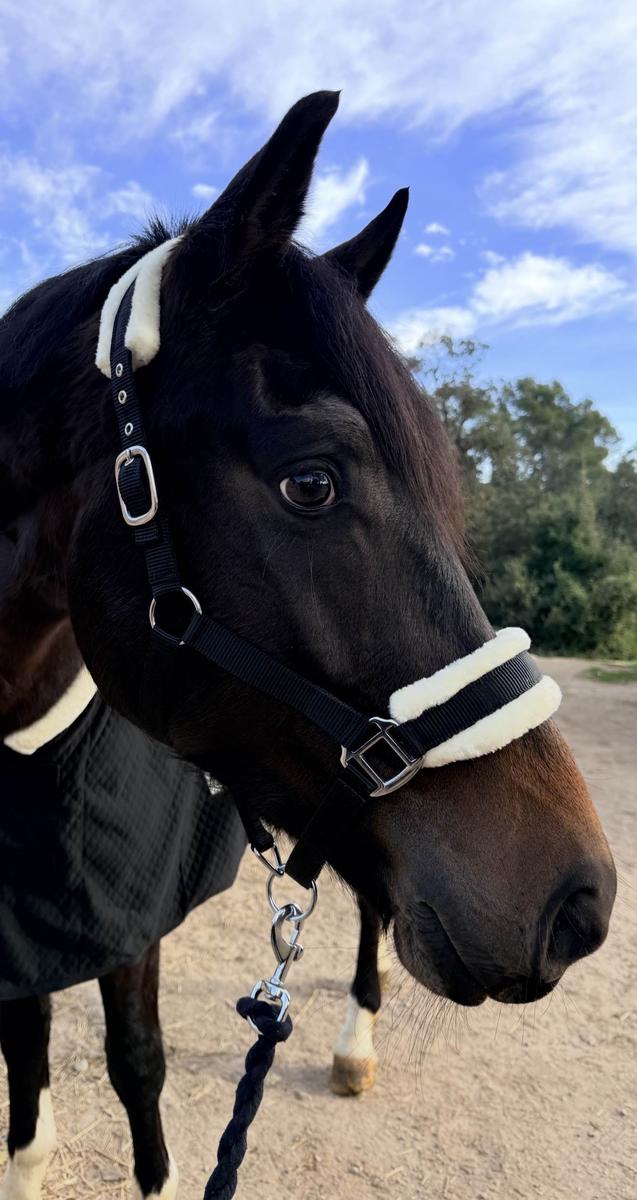 Licol Mouton "Black Edition" | Protection Anti-Frottements & Inox 🖤