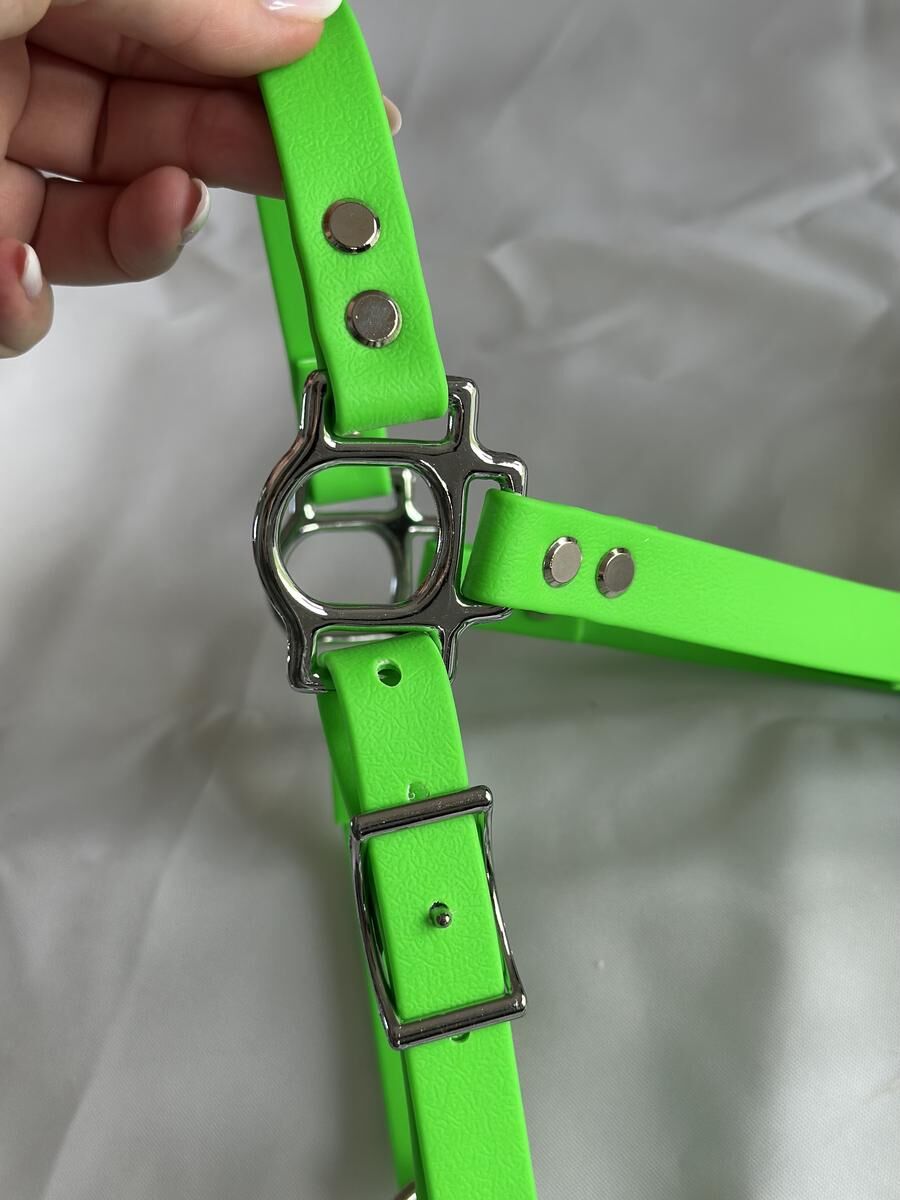 Licol sangle enduite vert néon