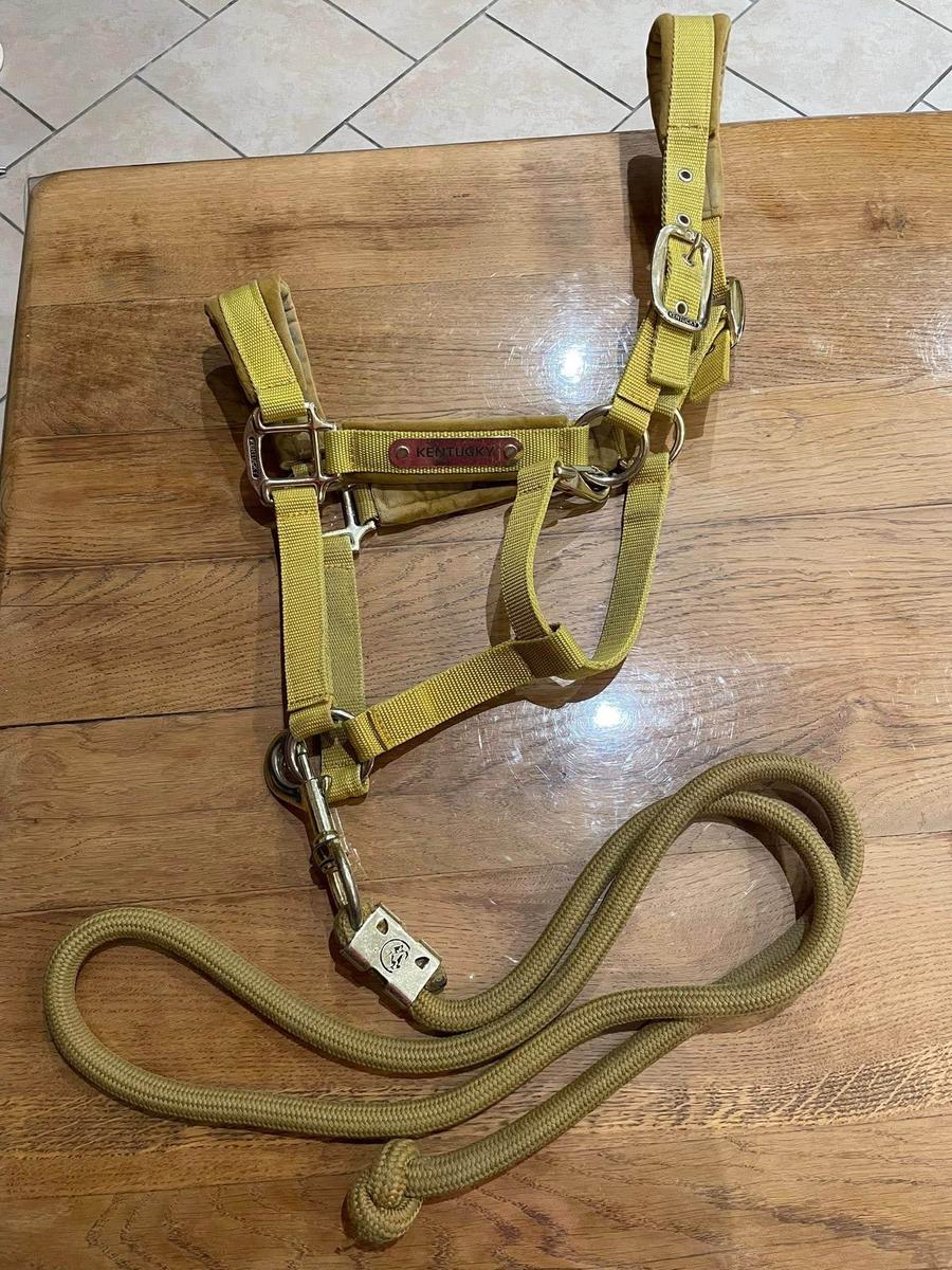 licol + longe Kentucky