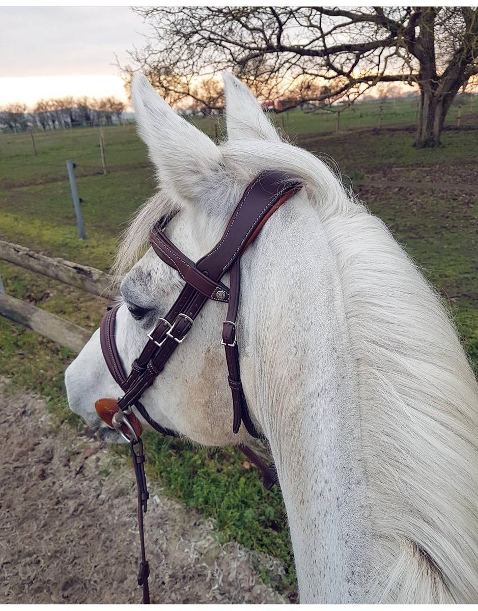 Filer Antarès taille 1