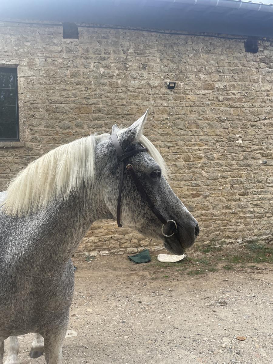 Filet sans muserolle