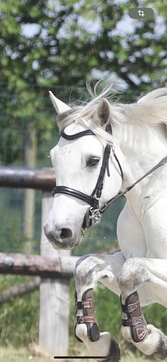 Filet cuir noir taille poney