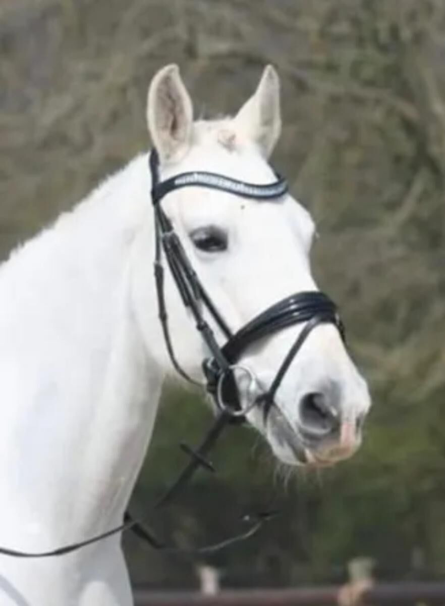 Filet SD design FULL