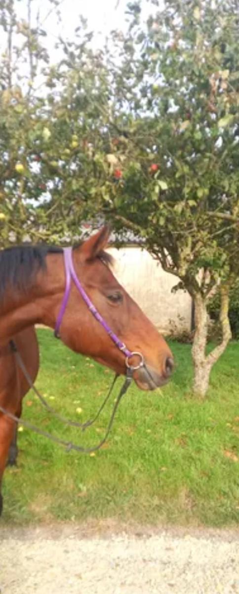 Filet violet plastique endurance