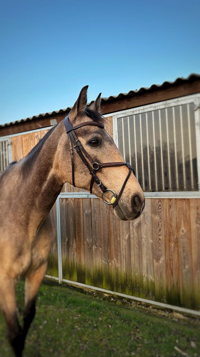 Filet Fouganza muserolle croisée