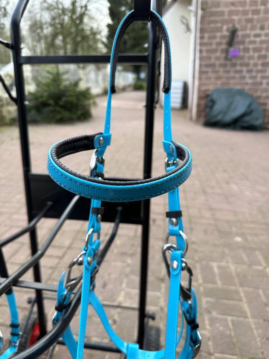 Bridon licol bleu ciel