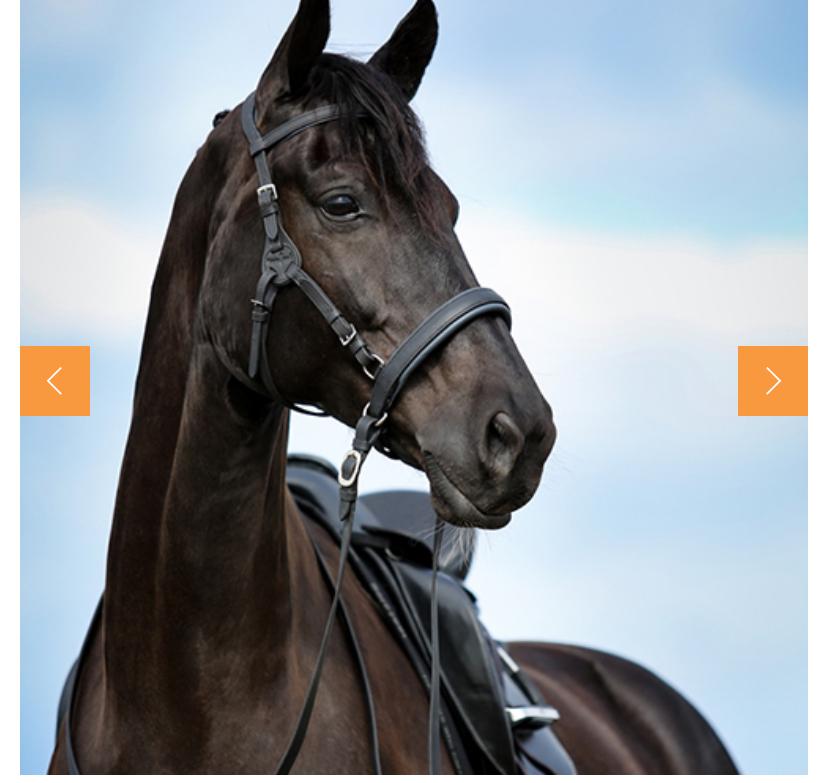 Bridon Barefoot avec ou sans mors