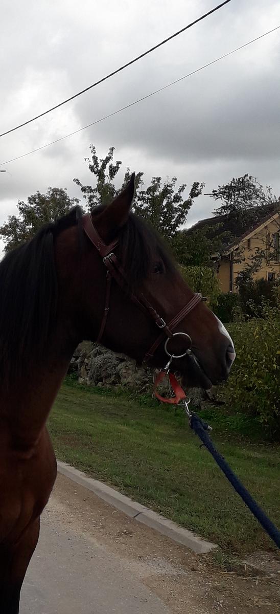 Bridon Hybrid Forme Havane