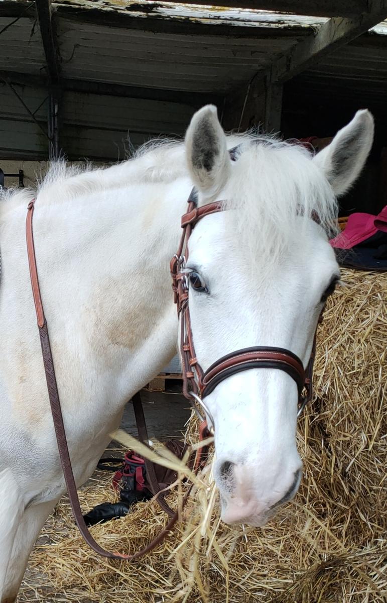 Bridon cognac Pénélope Leprevost