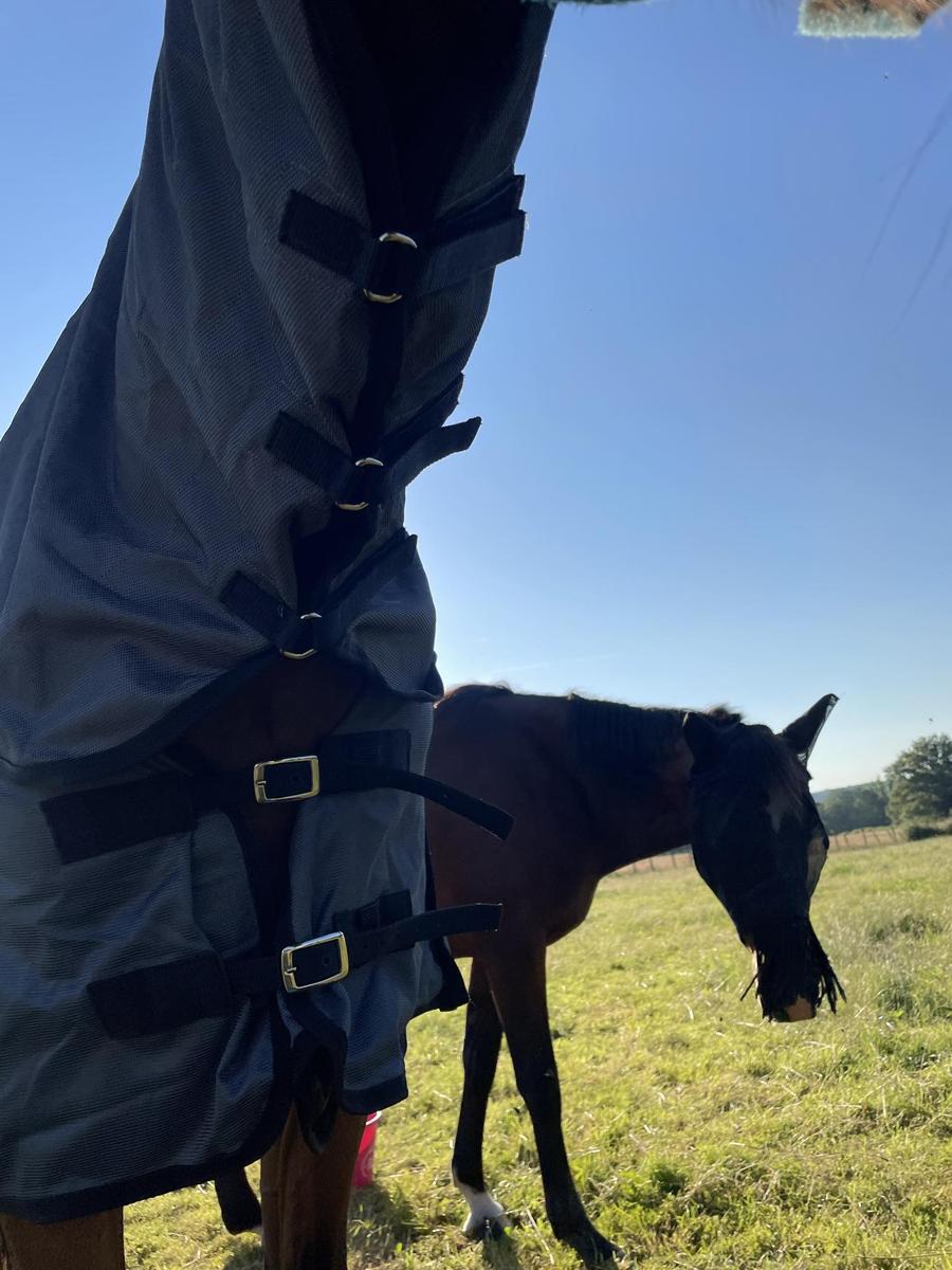 Couverture anti mouche